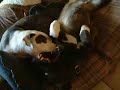 Caninelingus: Pit Bull/Akita love Caninelingus: Pit Bull/Akita love