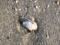 UN COUP DE BLUES- COEUR EN SOUFFRANCE -
