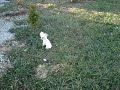 smallest-micro-teacup-poodle-ive-ever-seen.html