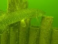 Snoek in kasteeltje laat zich prachtig filmen