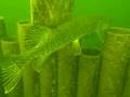 Snoek in kasteeltje laat zich prachtig filmen