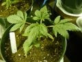 indoor weed plants mothers