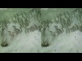 Trailer of the movie Ocean Circus 3D. Viewing in anaglyph mode will cause problems in low contrast scenes. My videos are not optimized for anaglyphes but for shutter glasses or polarized glasses viewing systems. You are welcome to download this trailer at www.unterwasserkameramuseum.de in a better quality. 