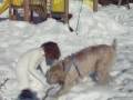2009-01-06 | Ruffo (Spinone Italiano) gioca nella neve 2 ~> Il 30 dicembre 2008, nel parco giochi di Serrada, il nostro Spinone Italiano Ruffo gioca nella neve ... (00:23)