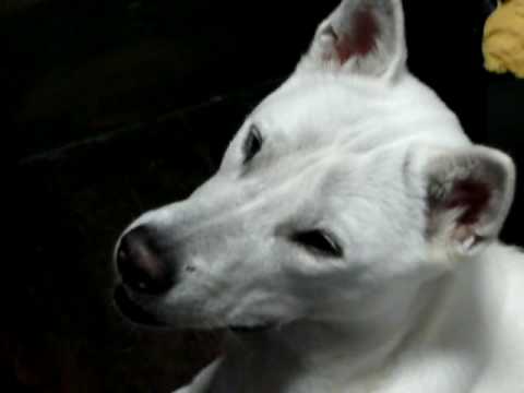 kishu