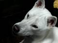 Kishu