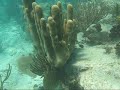 Diving Salt Pond Bay - St. John, US Virgin Islands