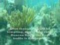 Diving Salt Pond Bay - St. John, U.S. Virgin Islands ...