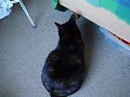 Re: Talking Cat