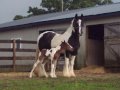 Beautiful Gypsy Horses of Rivendell Gypsies in Harriman, TN