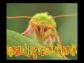 NuL - Kaper Video NuL - Kaper Video