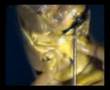 NuL - Kaper Video