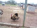 The Turkeys of Emmitsburg The Turkeys of Emmitsburg