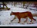 Columbus Zoo Puma