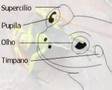 Anfibio PARTE 1 Classificação dos anfibios