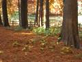 videos de 長居植物園（●＾o＾●）１