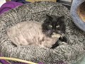 Las Vegas Valley Humane Society