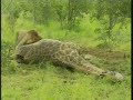 Mapogo Male Lions & Giraffe Kill Pt.2 Mapogo Male Lions & Giraffe Kill Pt.2