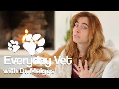 Dog Neuter Explained by a Vet | The reason to neuter and reasons not to neuter