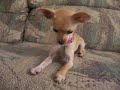 awesinine-chihuahua-shenanigans.html