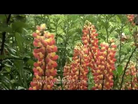 how to care for lupins after flowering
