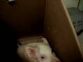 Beetis the Pig -- Amazing Pig Jump