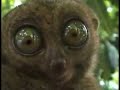 Dramatic Lemur 2 girls 1 cup