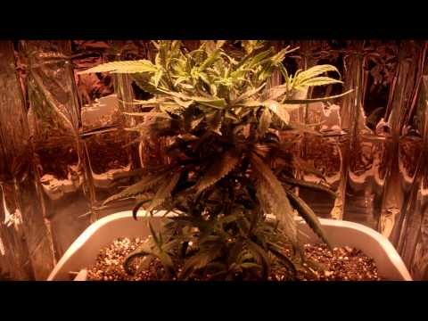 how to grow with a 150 watt hps