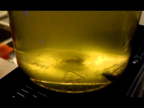 how to grow zooplankton