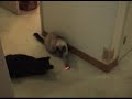 cute cat_2007_2