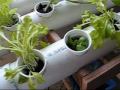 Indoor Garden 2 2009