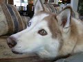 Talking dog says \"I love you\"