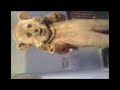 Bibz Bear Dance