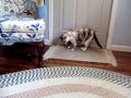 Cat vs. Xylophone
