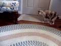 Cat vs. Xylophone