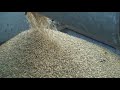 1966 Gleaner E and nice oats in bin 1966 Gleaner E and nice oats in bin
