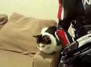 I was bored and i recorded my cat. I was bored and i recorded my cat.