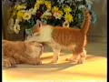 Whiskas Kitten Food - 1991 UK Advert Whiskas Kitten Food - 1991 UK Advert
