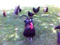 cockadoodledoo.html