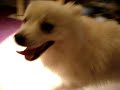 chow/akita & pom/american eskimo