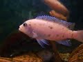 fish in takt.