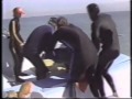 Footage of orca and dolphin being caught from the wild
