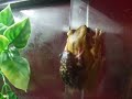 My Exotic Pets