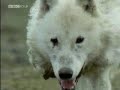 bbc wildlife special: wolves   part 2 of 5
