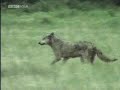 BBC Wildlife Special: Wolves - Part 2 of 5