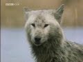 bbc wildlife special: wolves   part 2 of 5