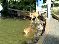 Swimming in the Stream