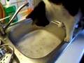 Funny Nelly the Cow Cat - Is loocking for the leaving water