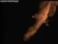 T-rex dinosaur demo