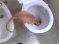 videos de Agua corriente? ooooo.............